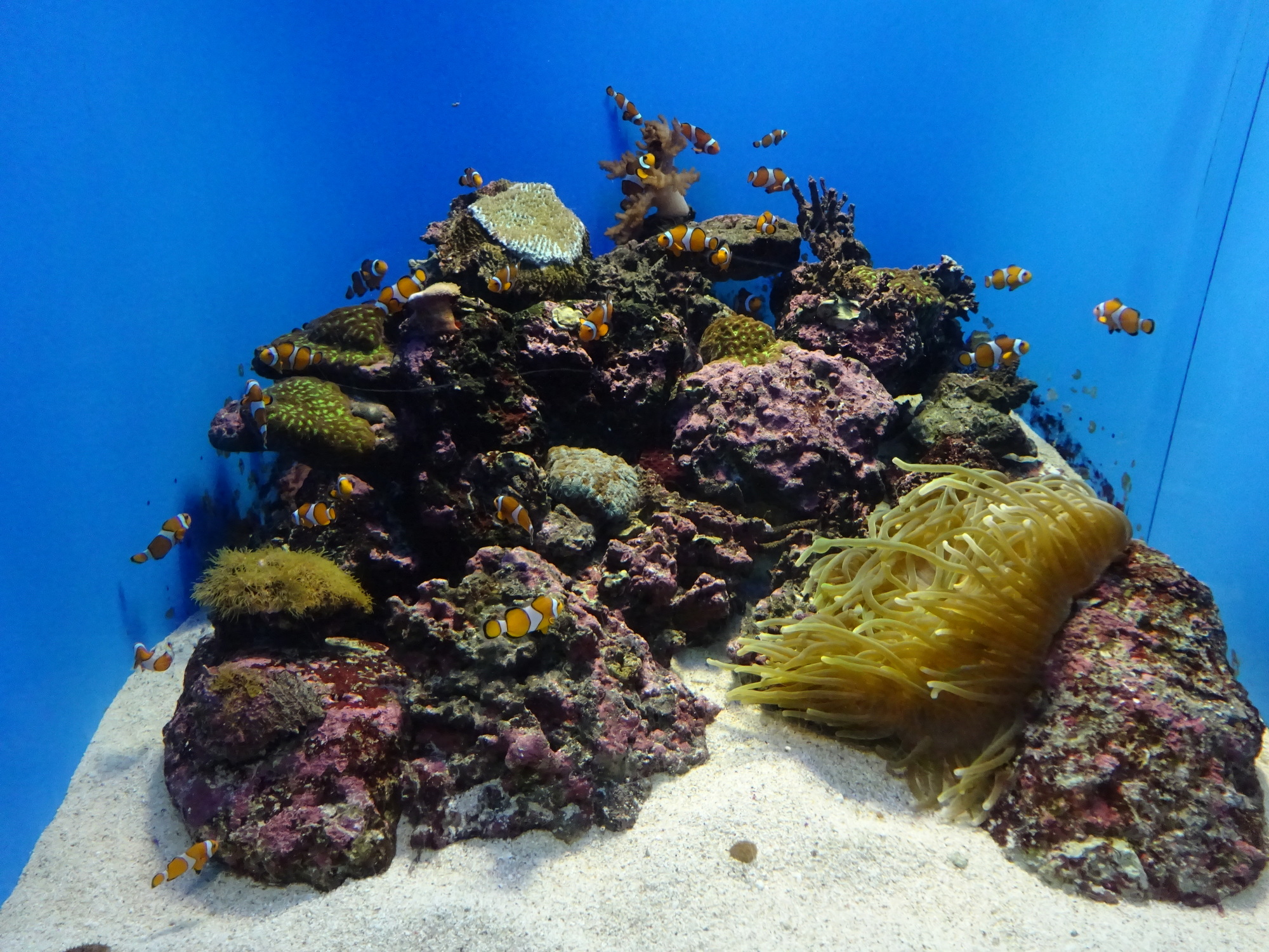 かわいいクマノミなどの海水魚を水槽で飼育する方法 | 電力・ガス比較