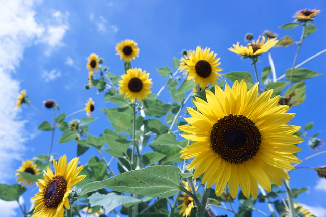 【終了】夏の電気代を節約しよう!「エネチェンジ 夏の電気代節約、応援キャンペーン2018」がスタート