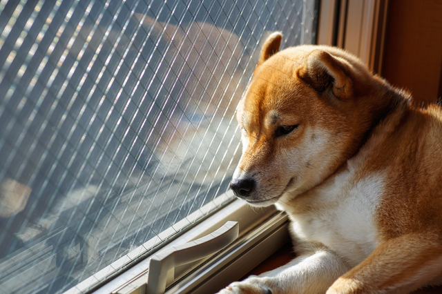 犬の暑さ対策 夏のお留守番はエアコンなしでも大丈夫 電力 ガス比較サイト エネチェンジ