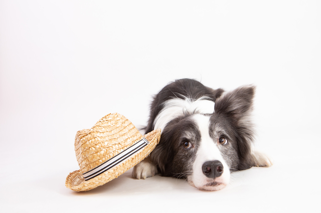 犬の暑さ対策 夏のお留守番はエアコンなしでも大丈夫 電力 ガス比較サイト エネチェンジ