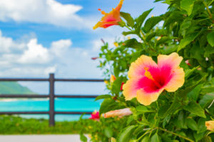 沖縄電力（おきでん）の電気料金プランを大解剖！安くする方法は？